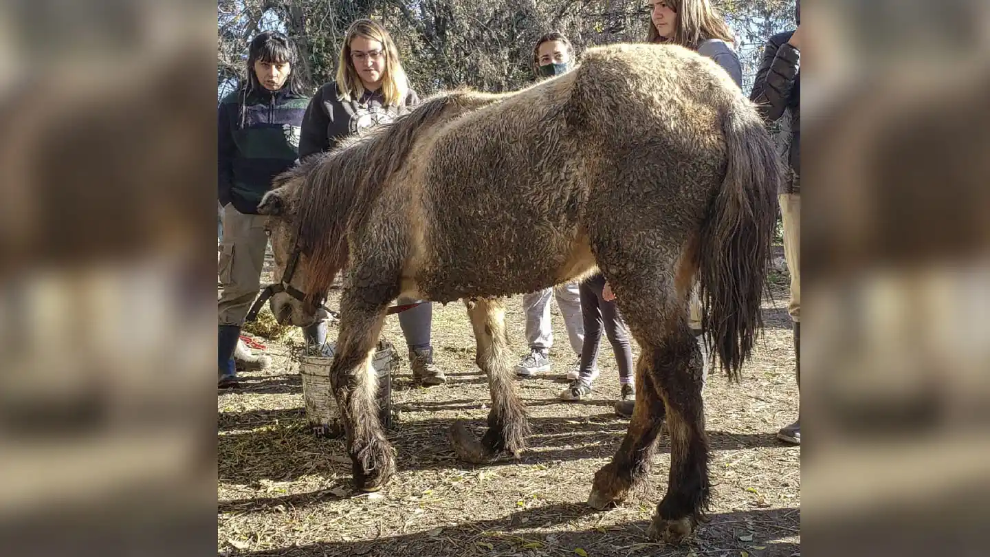 Denuncian tráfico de caballos robados para la faena y exportación