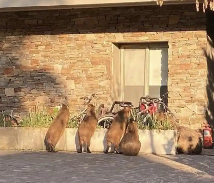 Lanzaron la cumbia de los carpinchos de Nordelta y se hizo viral