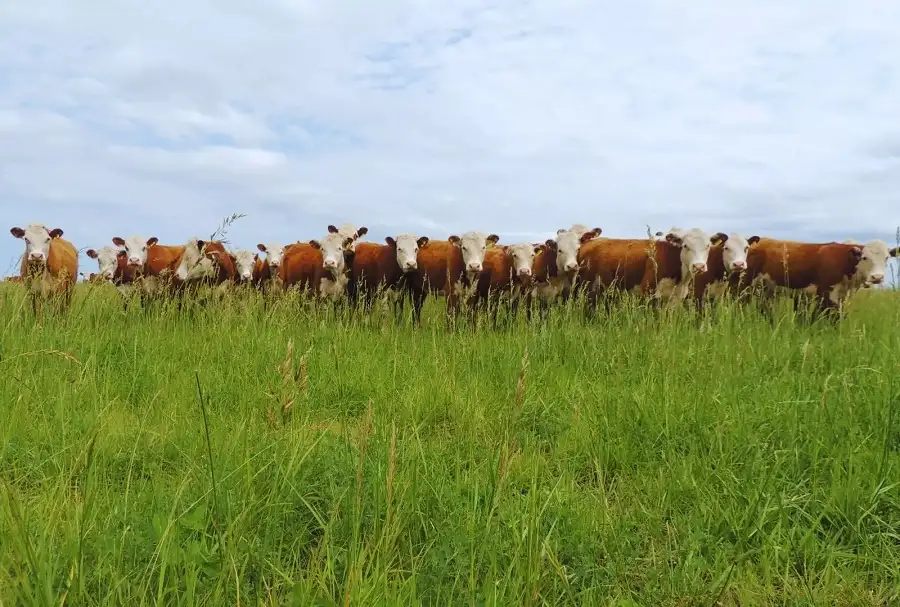 El desarrollo argentino permitirá mejorar la producción ganadera.
