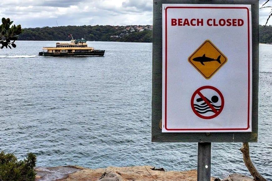 En los últimos días se registraron otros encuentros con tiburones en la región