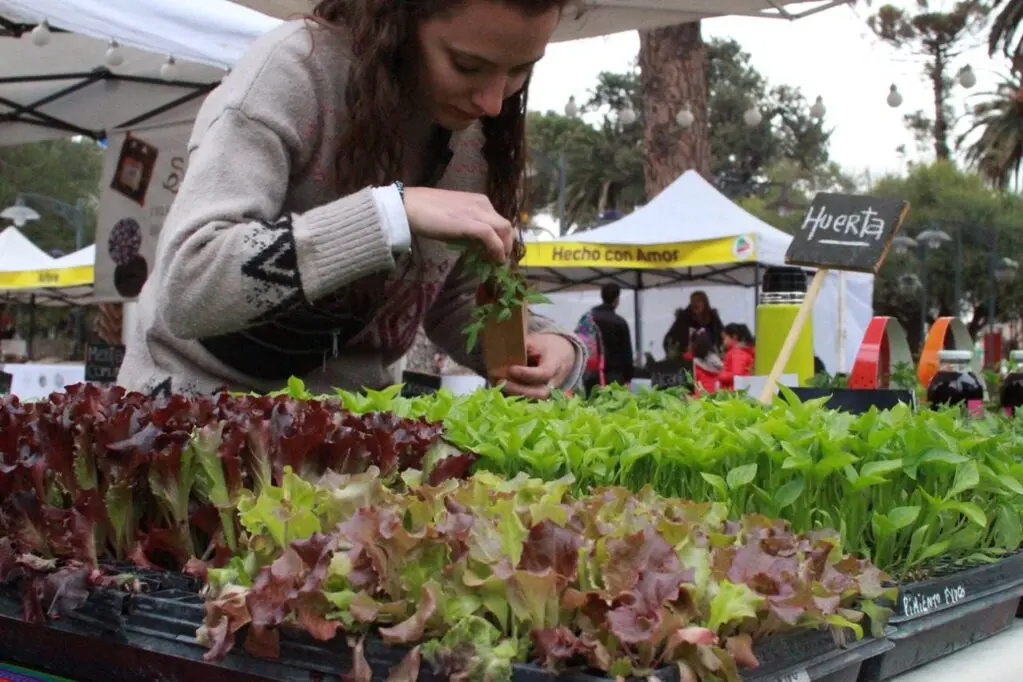 La Huerta Orgánica de la Escuela Especial de Formación Integral, realiza su habitual “Feria en la huerta” (Ilustrativa)