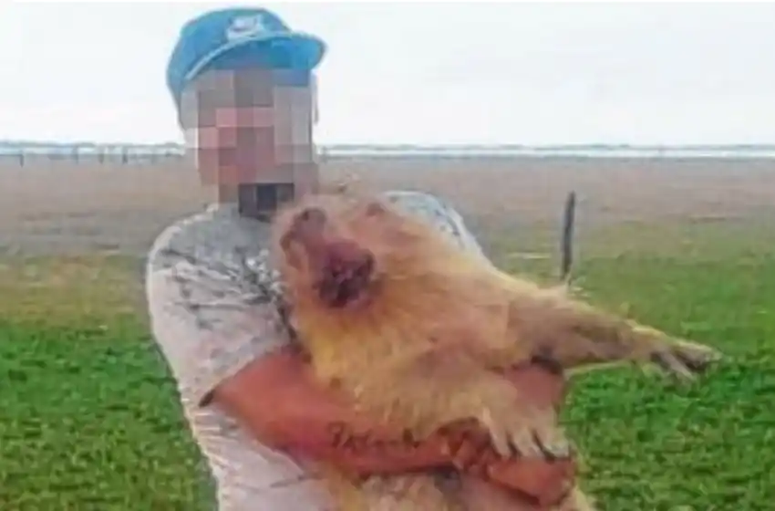 Melincué: cazaron y mataron a una carpincho preñada