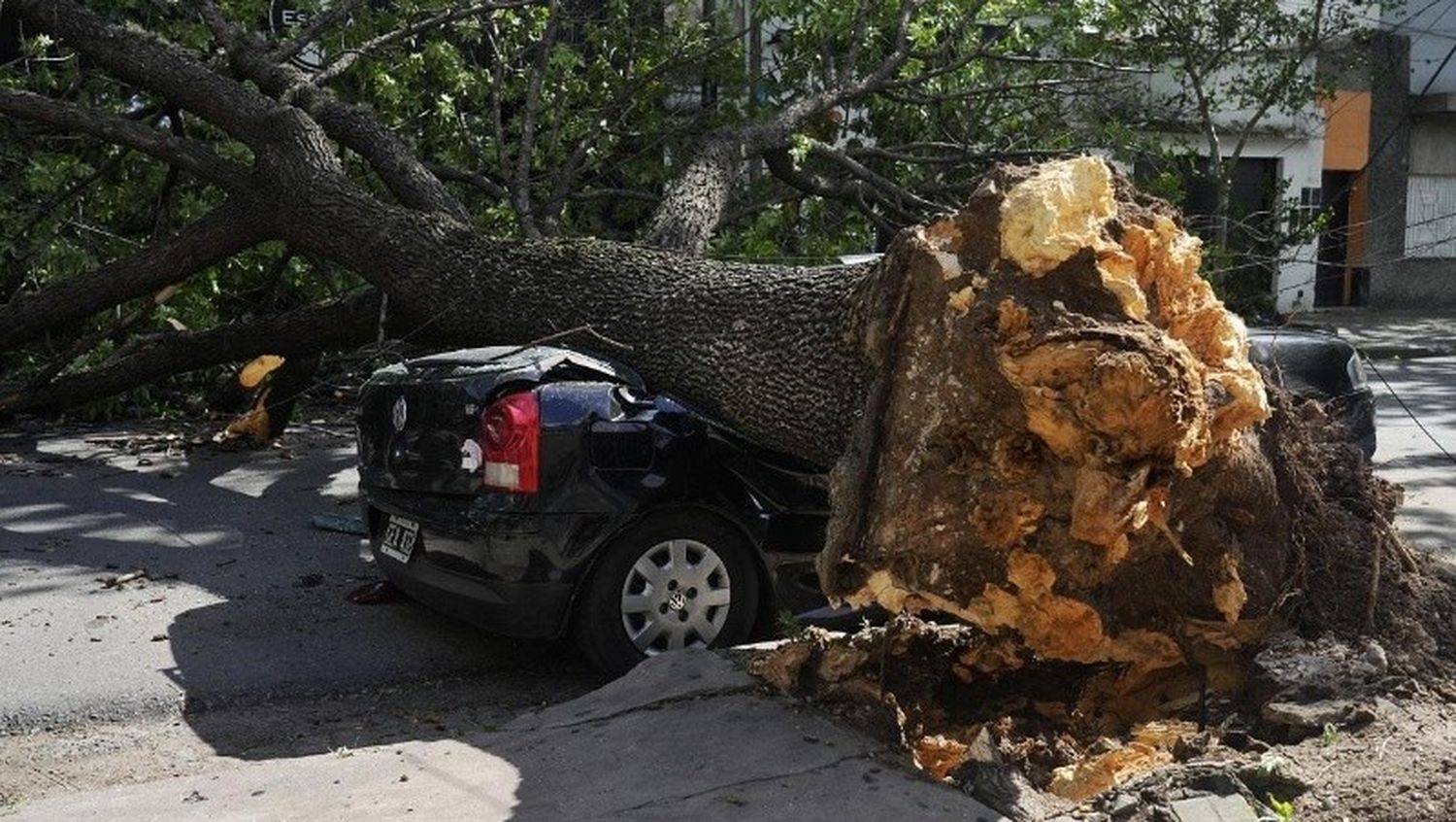 Árboles caídos que cortaron calles