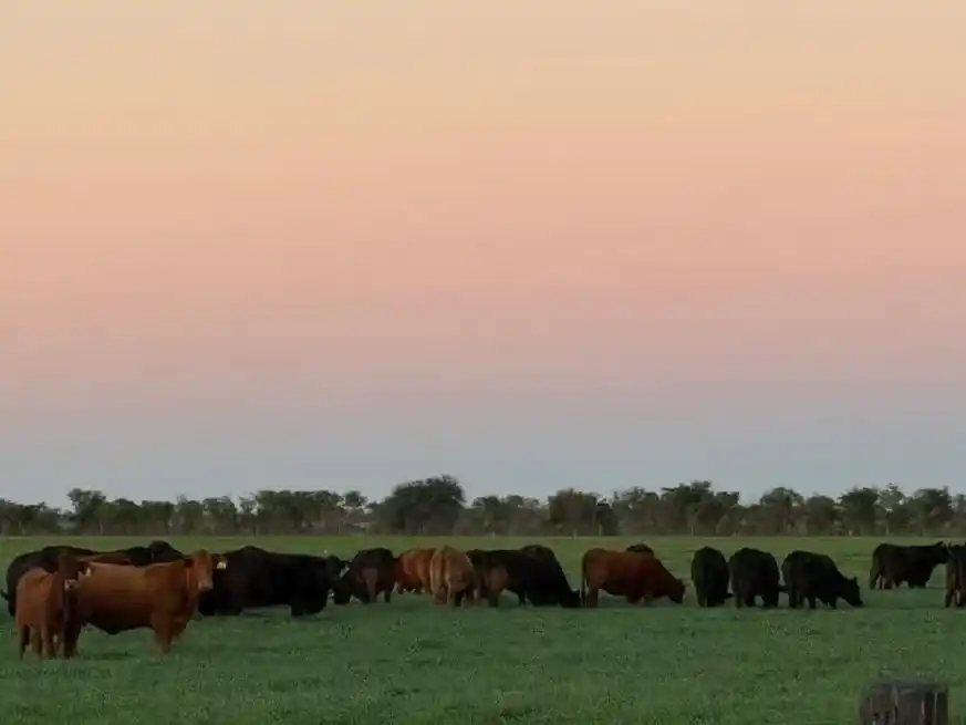 En la recta final de 2025, el sector de ganados y carnes muestra uno de los balances más favorables de las últimas dos décadas.
