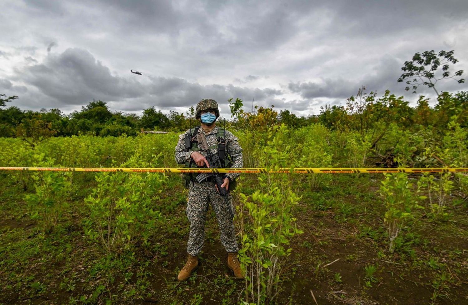 ¡LAS PRIMERAS ÓRDENES DE PETRO! Policía suspendió la erradicación forzada de coca en Colombia