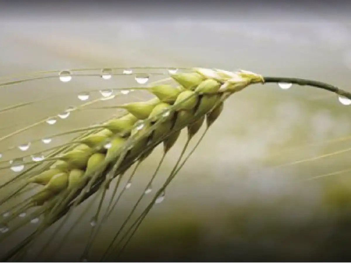 Córdoba recibió en un día las lluvias más importantes que alejan la sequía