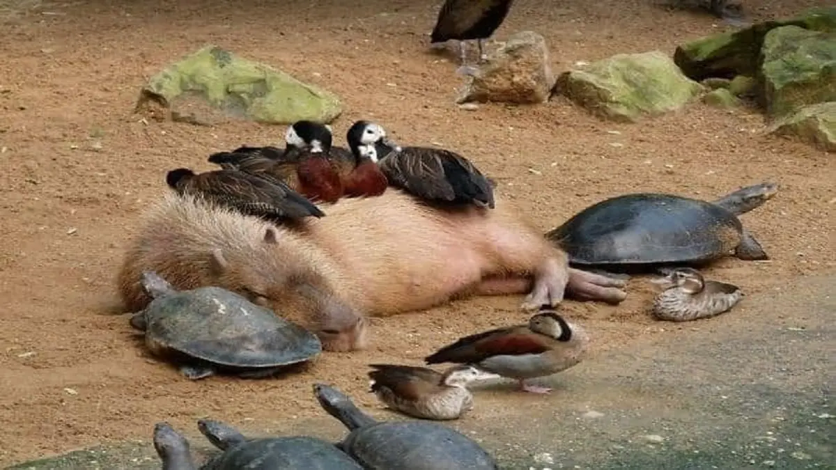 El TIERNO CAPIBARA es el roedor más grande y uno de los animales más pacíficos del mundo