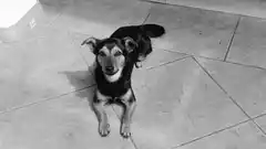 Pusieron en cuarentena a "Coco", el perro que llegó a Ezeiza sin vacunas ni certificados