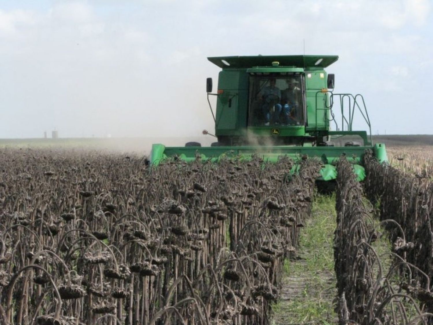 La cosecha de girasol finalizó con un alza de 15 por ciento