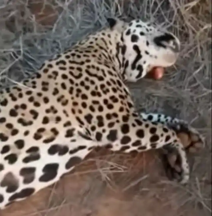 Parques Nacionales le exige $370 millones en la Justicia al cazador de yaguareté en Formosa