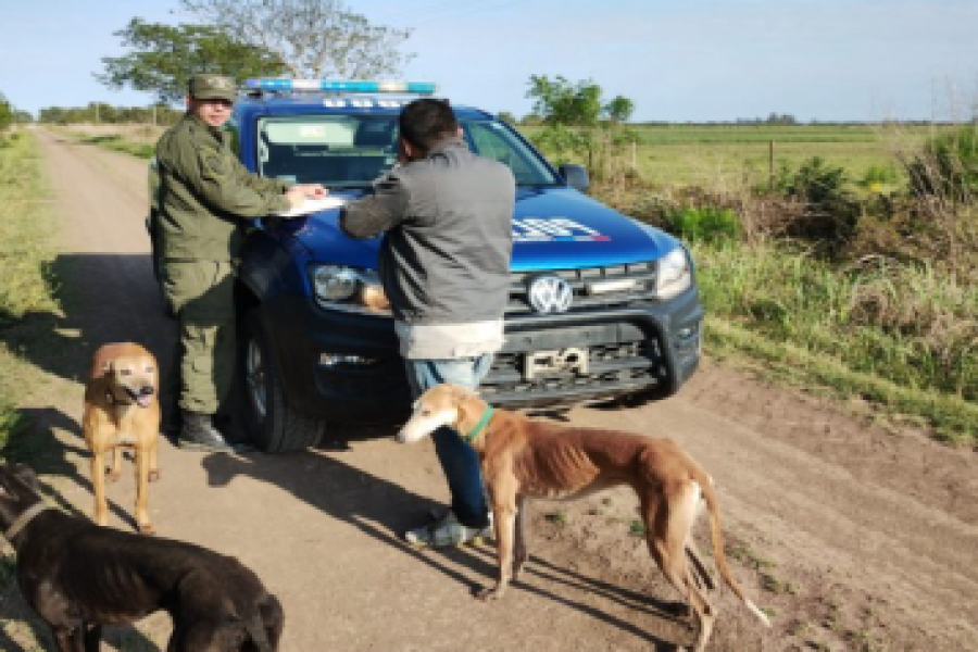 Practicaban caza con perros galgos: Adapa Rafaela se expresó al respecto