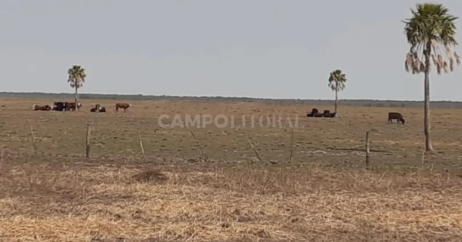 Santa Fe apunta a decretar una “emergencia agropecuaria de precisión”