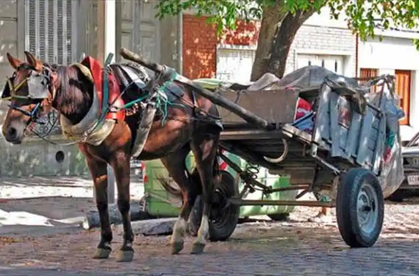 ¿Defensores de animales o apretada mafiosa?