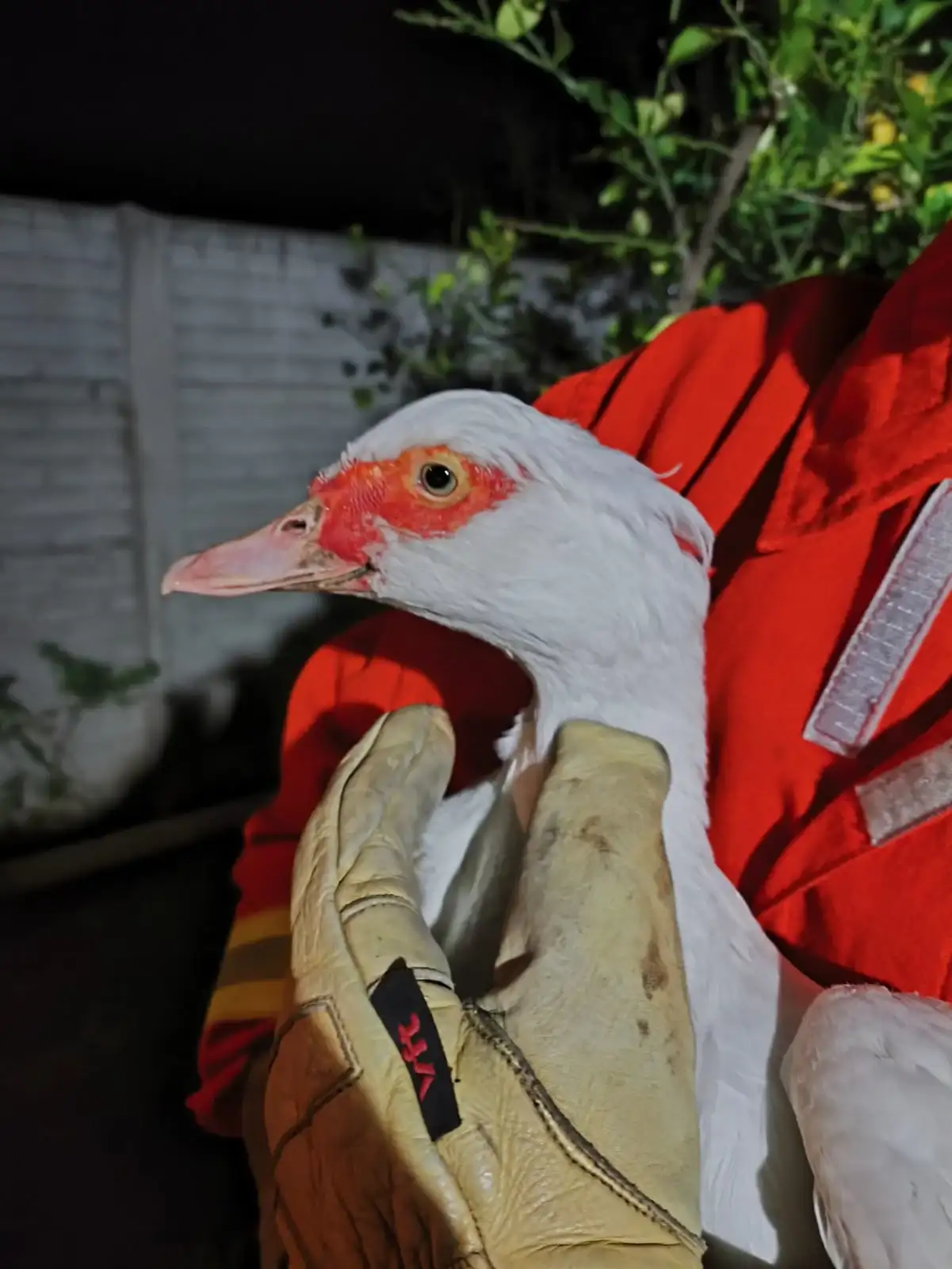 pato