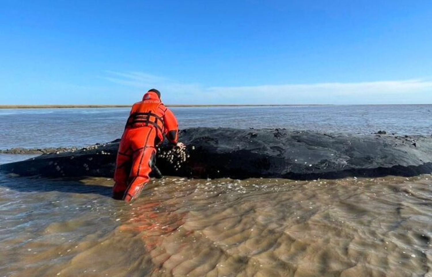 ¿Por qué la ballena varada no podrá ser rescatada?