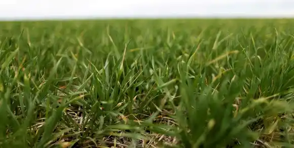 Las lluvias históricas de mayo comprometen la siembra triguera