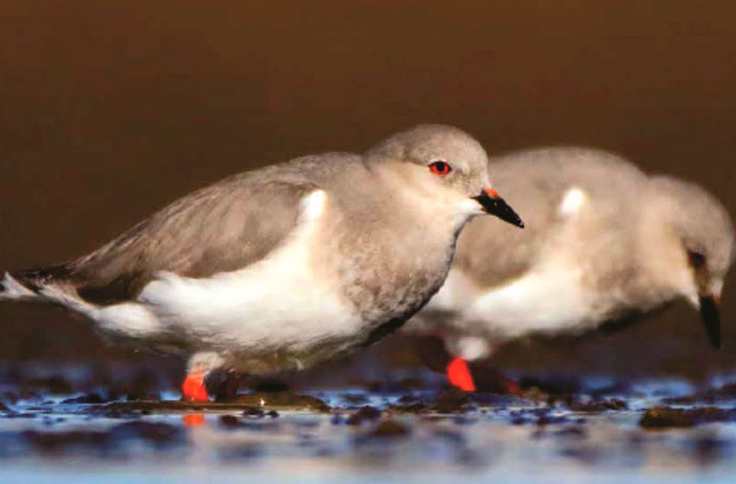 Argentina cuenta con un Plan Nacional para la conservación de las aves playeras