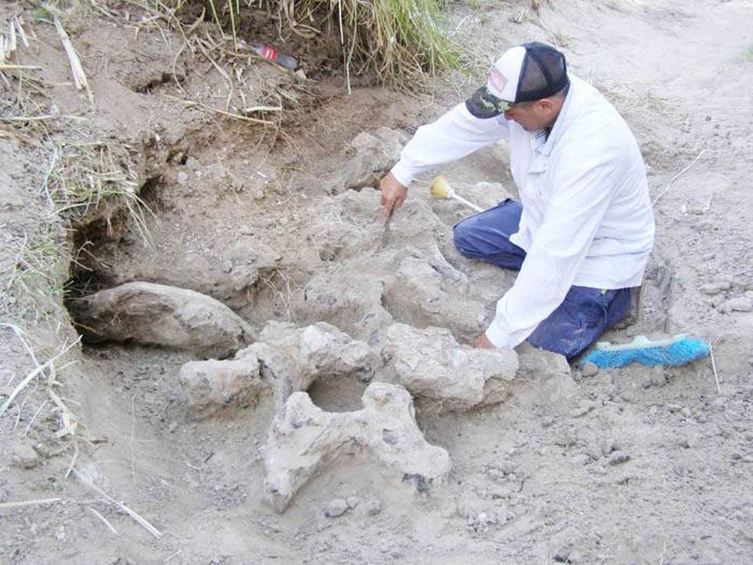 El Museo Serrano realiza un importante rescate de fósiles en el arroyo Espinillo