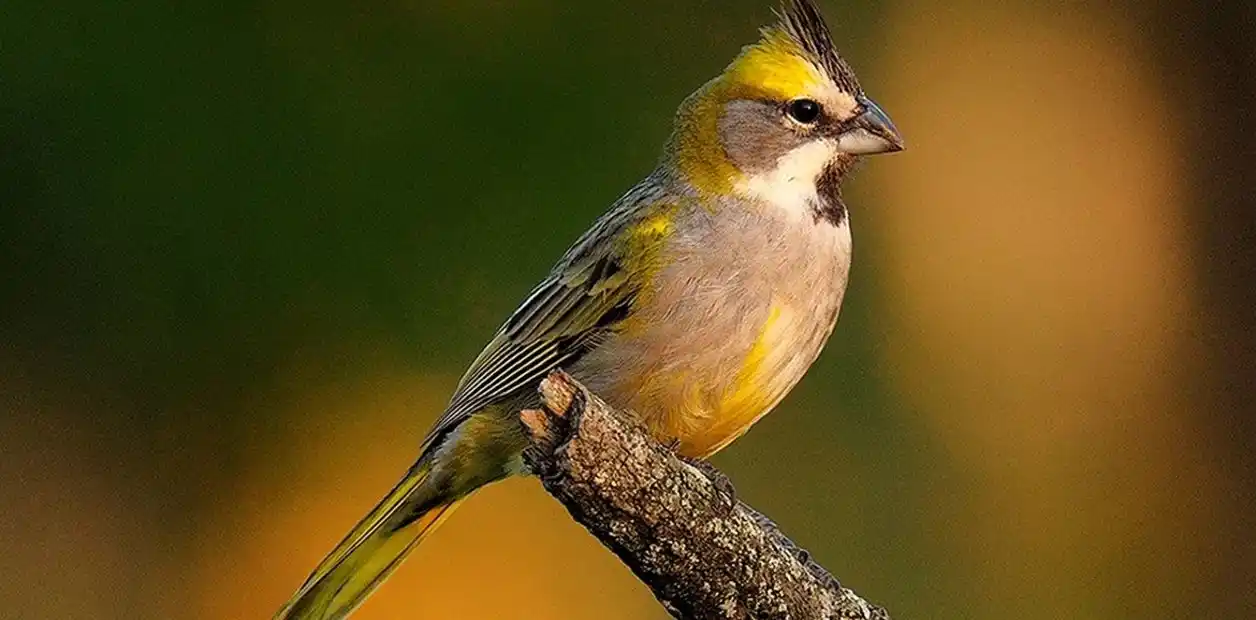 Se relevará por quinta vez la población del cardenal amarillo