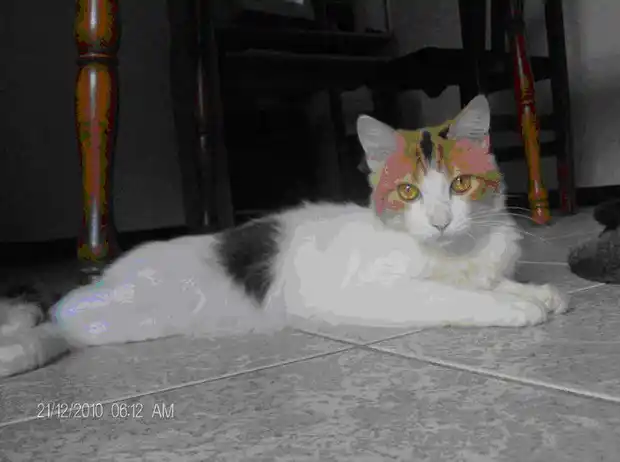 Gata perdida