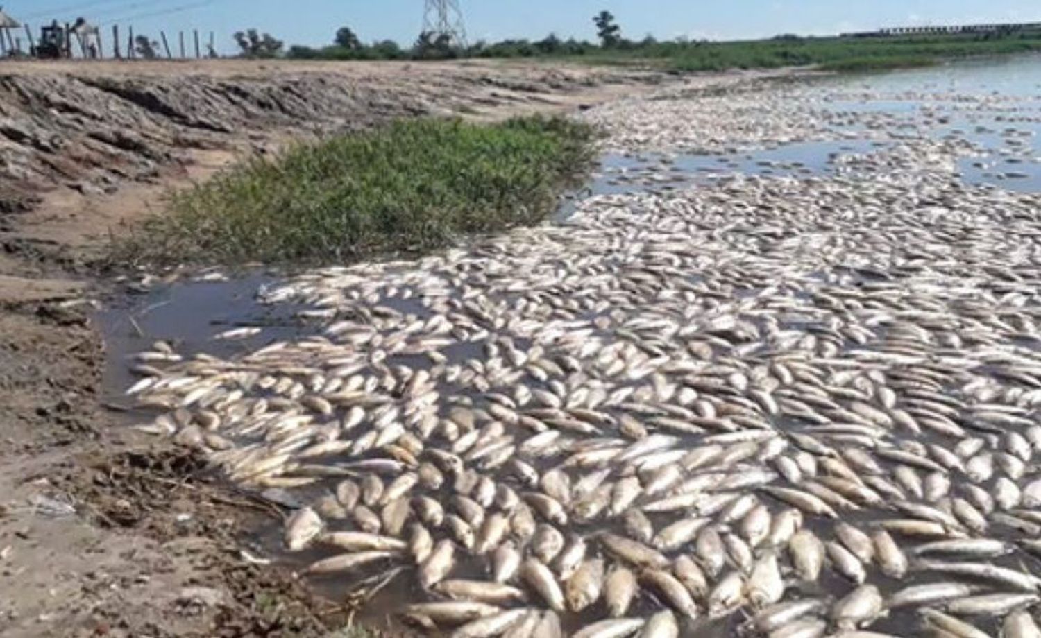 La provincia realiza inspecciones ante la mortandad de peces en el río Salado