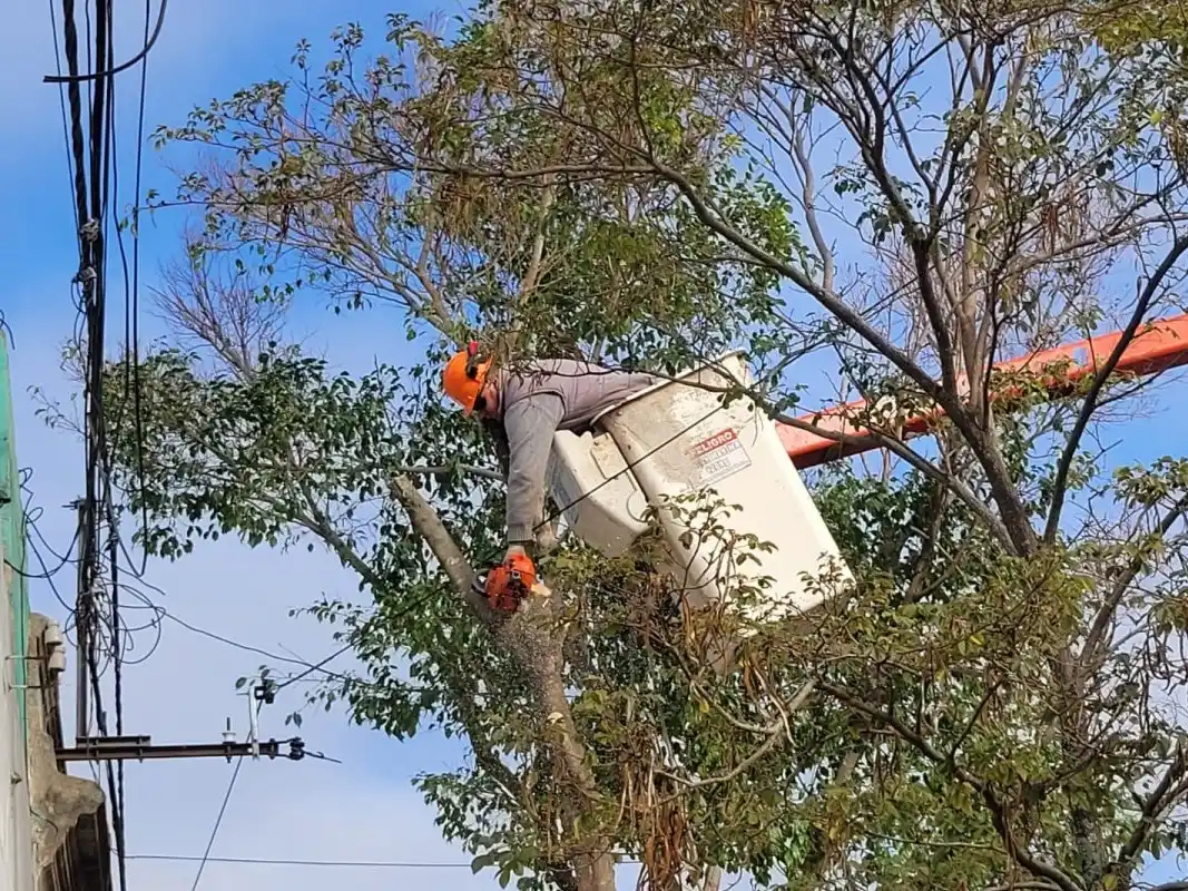 Inician trabajos de poda en diversos puntos del centro de la ciudad