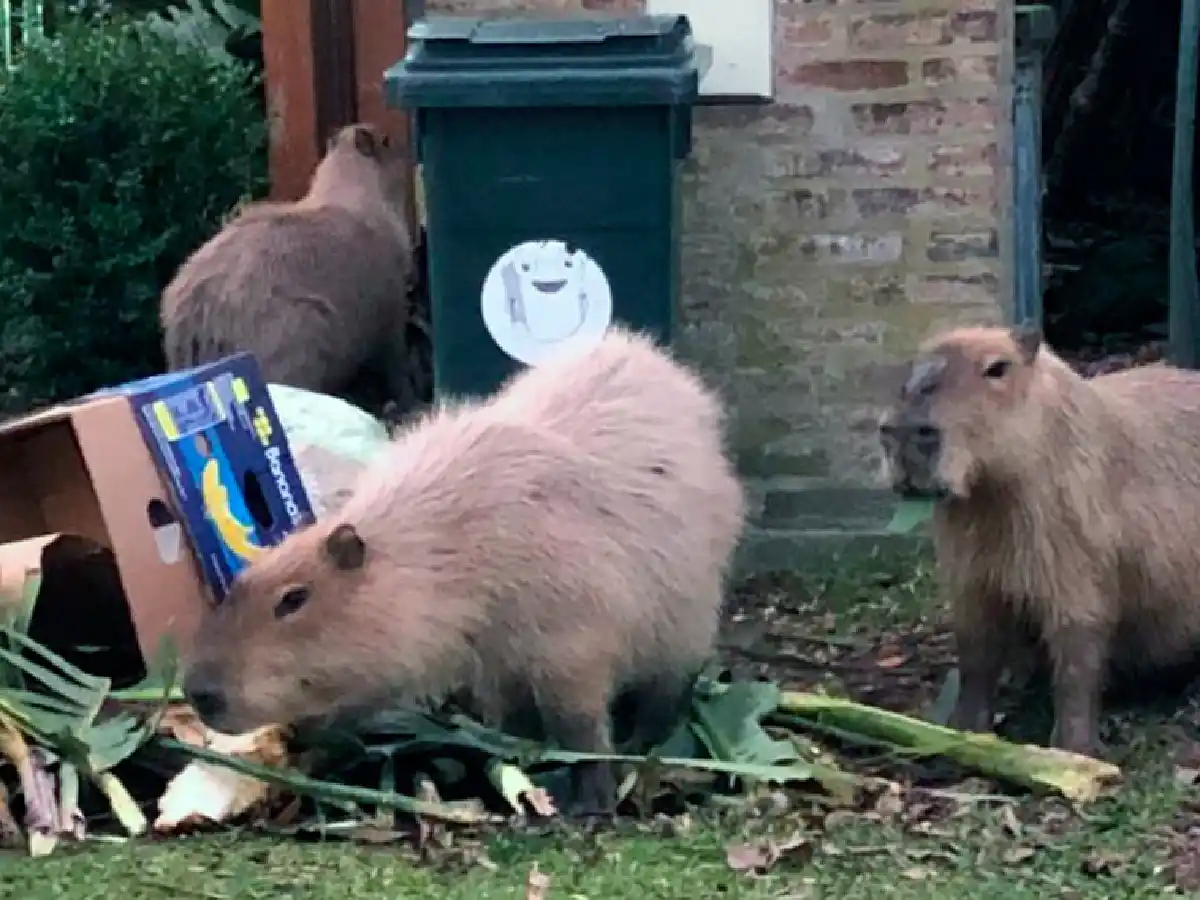 Los carpinchos "no representan  ningún peligro para las personas"