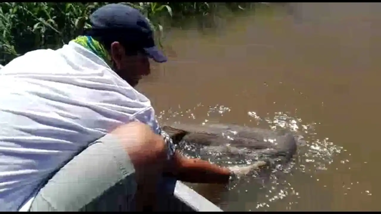 Pescaron un surubí gigante en Desvío Arijón