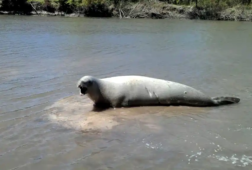 Mirá el video del extraño visitante que encontraron en el arroyo Gualeyán 