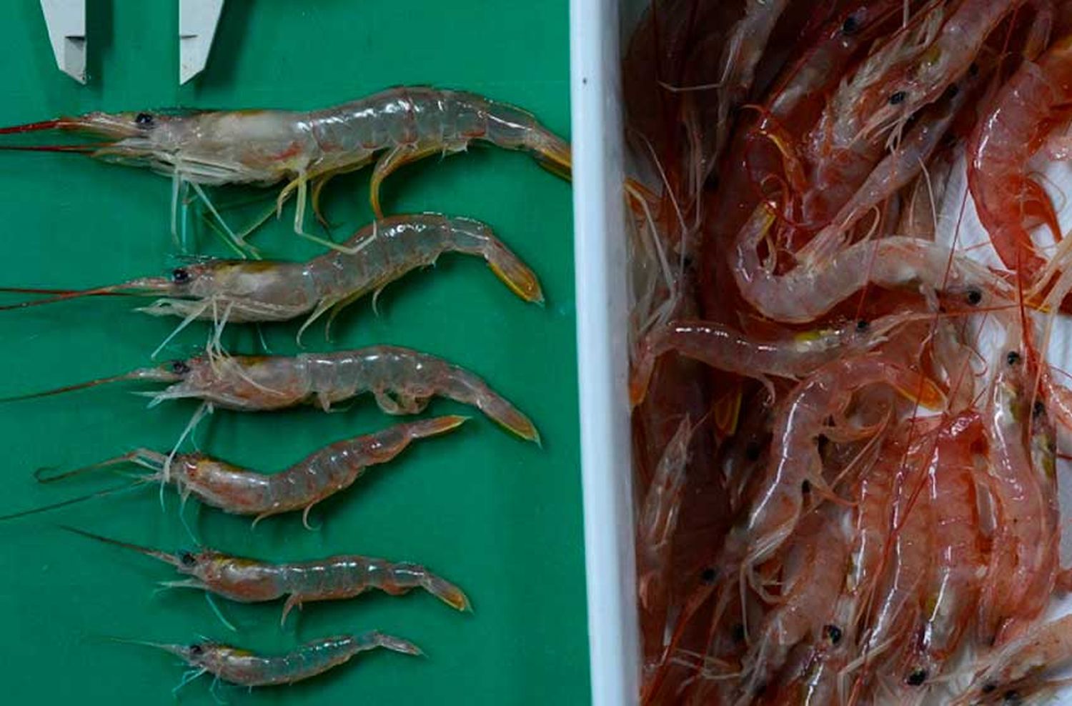 Comenzó una prospección de langostino en el área de veda permanente de juveniles de merluza