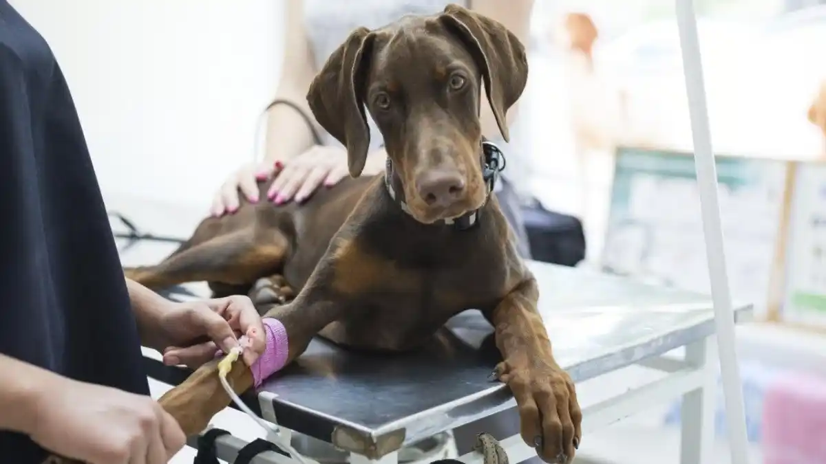 Transfusión en perros y gatos: el surgimiento de los bancos de sangre y cómo es la práctica en la ciudad