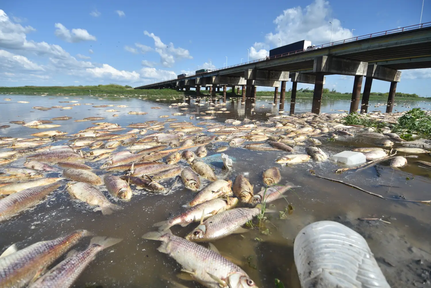 Hallaron gran carga orgánica en las muestras del río Salado