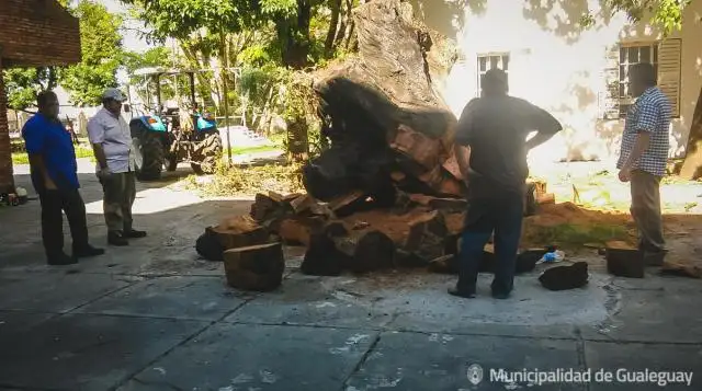 Se removió un árbol de la Escuela Comercio