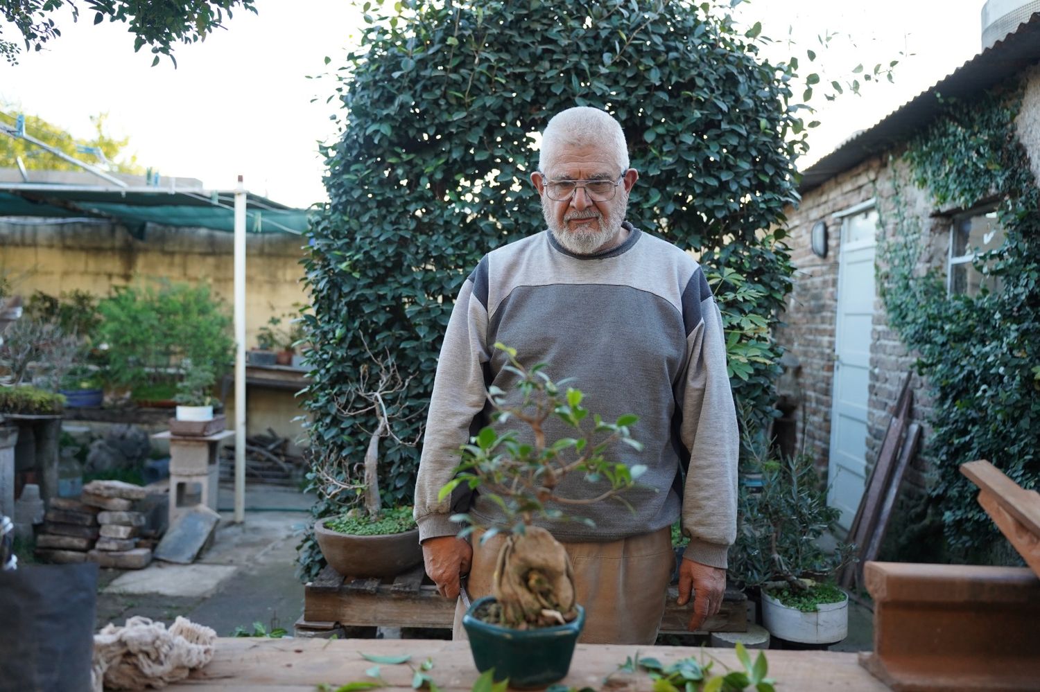 juan bonsai
