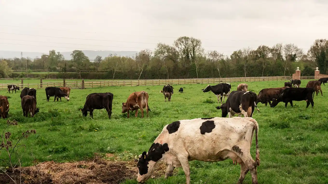 Histórico cambio en la faena de ganado: el Gobierno eliminó un registro clave y unificó los controles