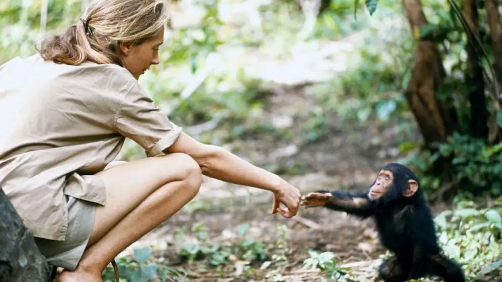 El primer encuentro de Jane Goodall con chimpancés salvajes en 1960, cuando inició un estudio que cambió para siempre la visión de la humanidad sobre estos primates