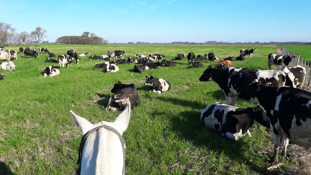 La Mesa de Enlace pide al gobierno diálogo para evitar que la lechería se extinga