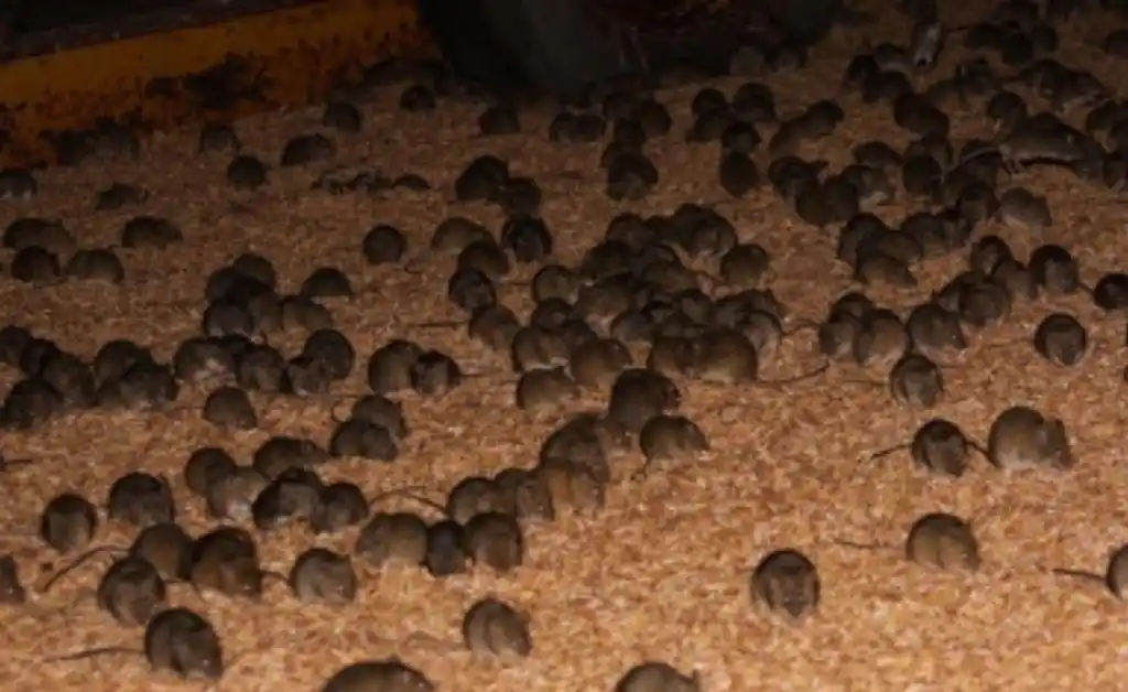 La plaga de ratones en Australia alcanza  “proporciones bíblicas”