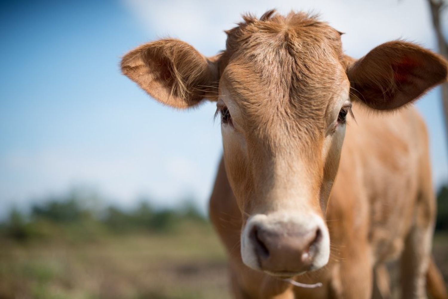 Un peón rural se robó 10 vacas del campo donde trabajaba: terminó con prisión preventiva