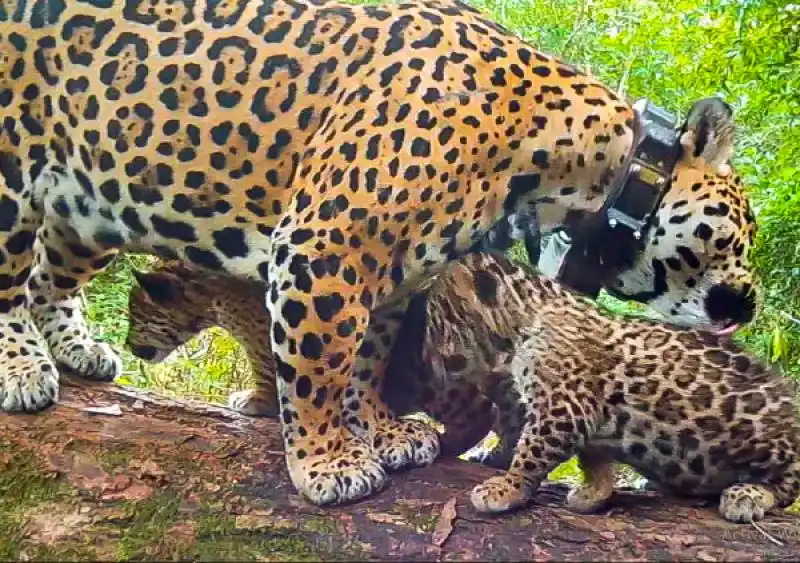 Nacieron Yvoty y Mombyry, y ya son doce los yaguaretés que habitan en los Esteros del Iberá