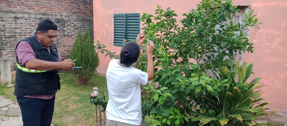 HLB: Inspección del estado sanitario de plantas cítricas y mirtos en Formosa