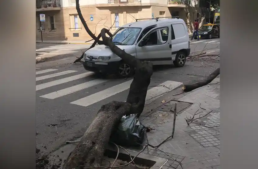 Un árbol cayó sobre el parabrisas de un auto