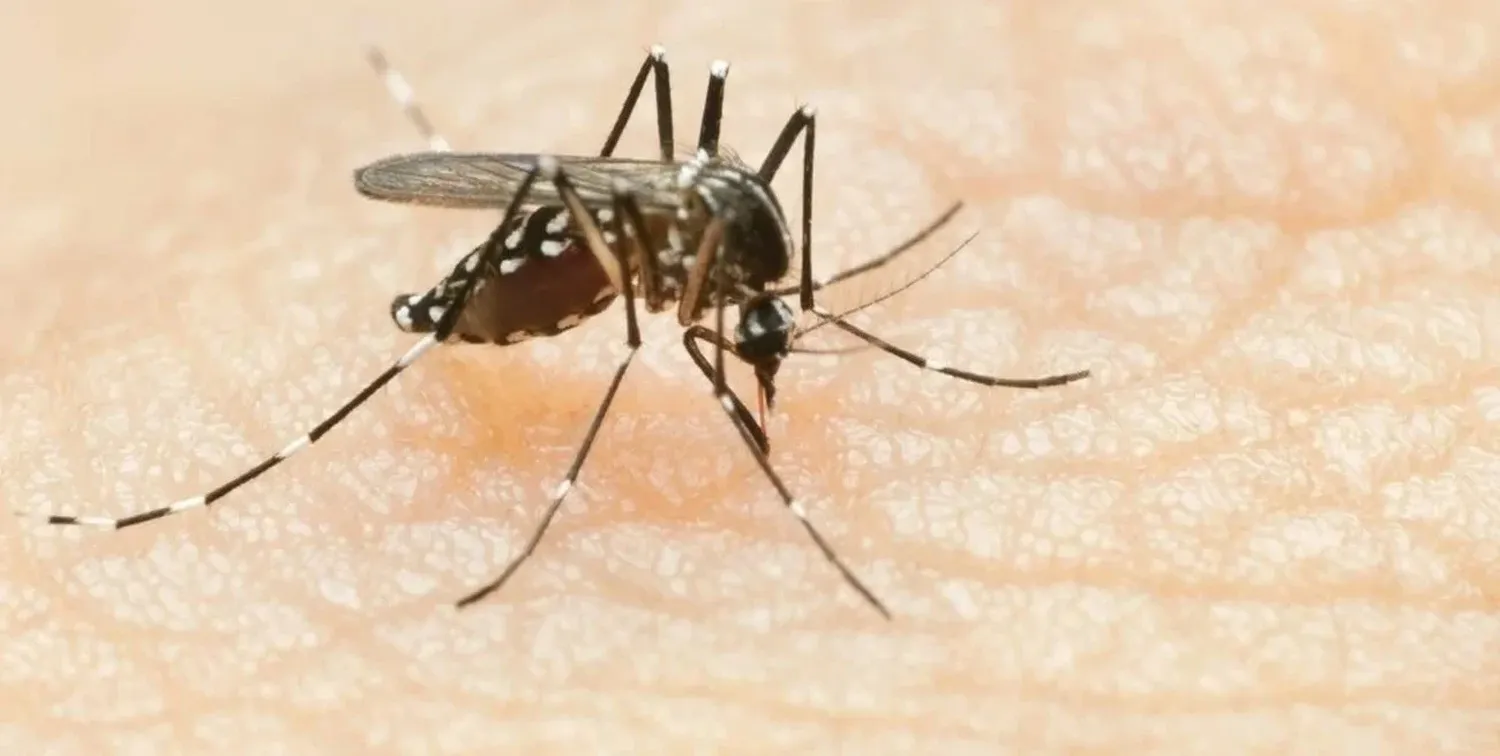 El Aedes Aegypti es el mosquito transmisor del dengue, entre otras enfermedades tropicales cuya propagación está favorecida por los cambios en las condiciones climáticas de la región.