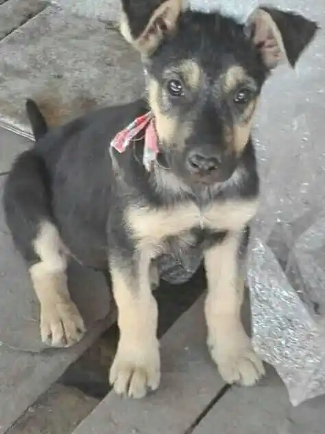 Lo mató como a un perro