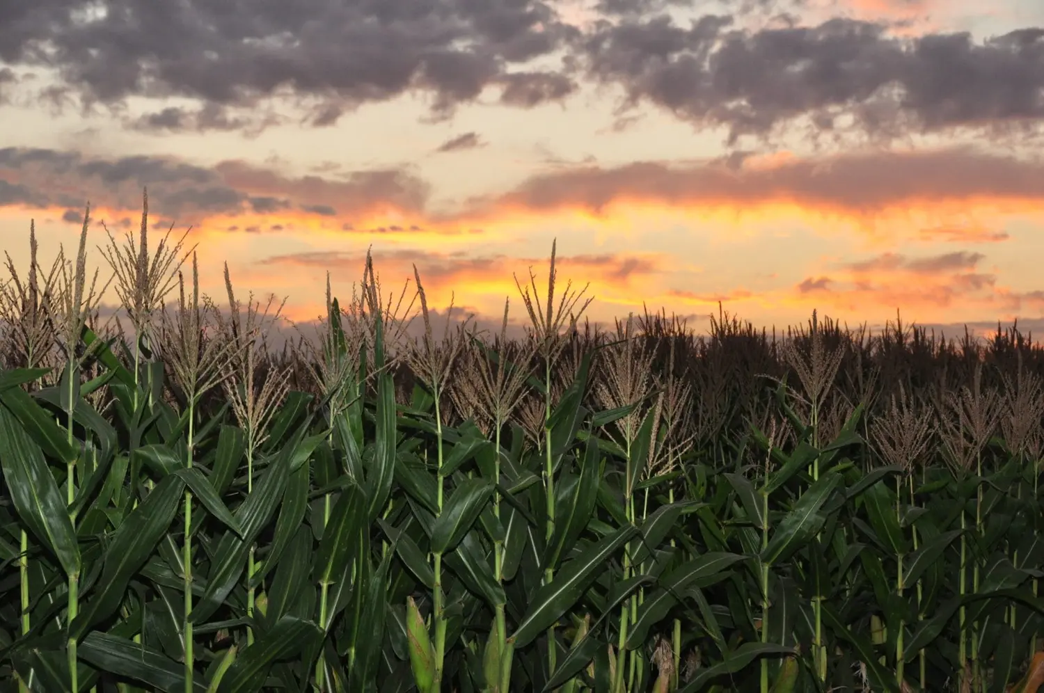 El Niño es promesa de alta producción para Argentina