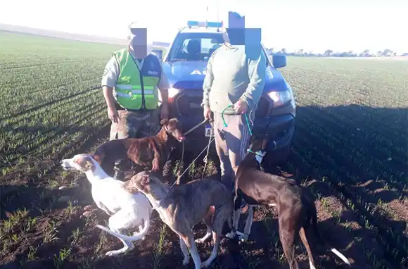 Caen cazadores furtivos: utilizaban perros galgos