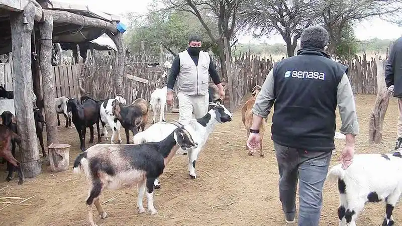 Detectaron en Formosa un
caso de rabia paresiante