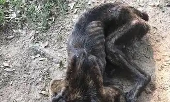 Su novio la dejó y como venganza trató de matar de hambre a su perro