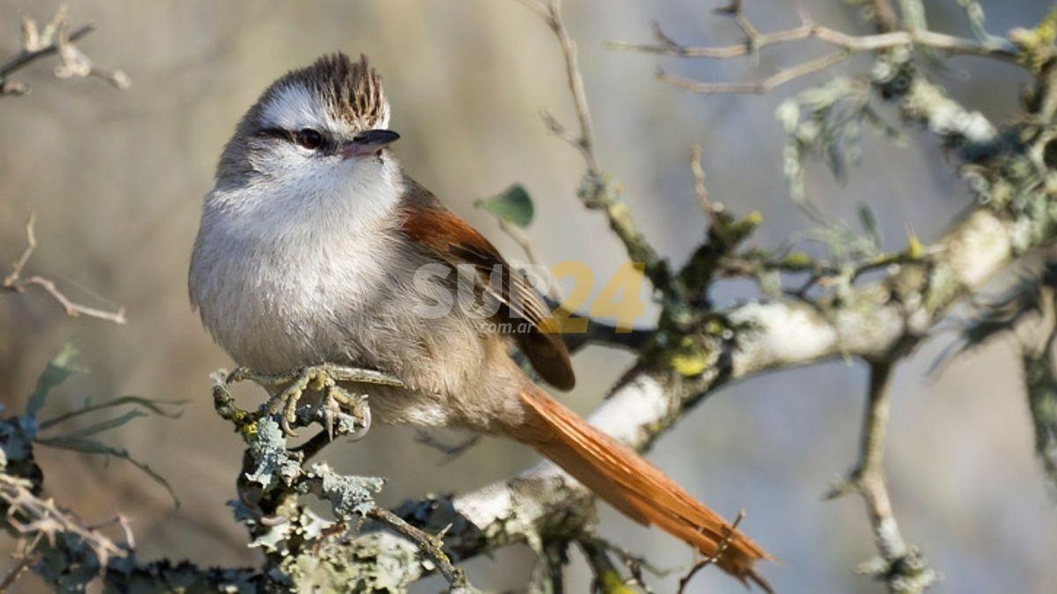 Advierten sobre la pérdida de aves en las sierras de Córdoba