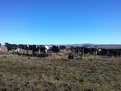 El sector rural, entre la falta de medidas nacionales y la presión de las tasas locales